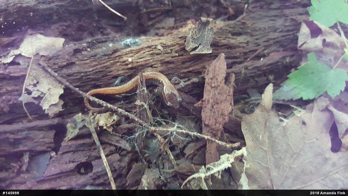 Eastern Red-backed  Salamander