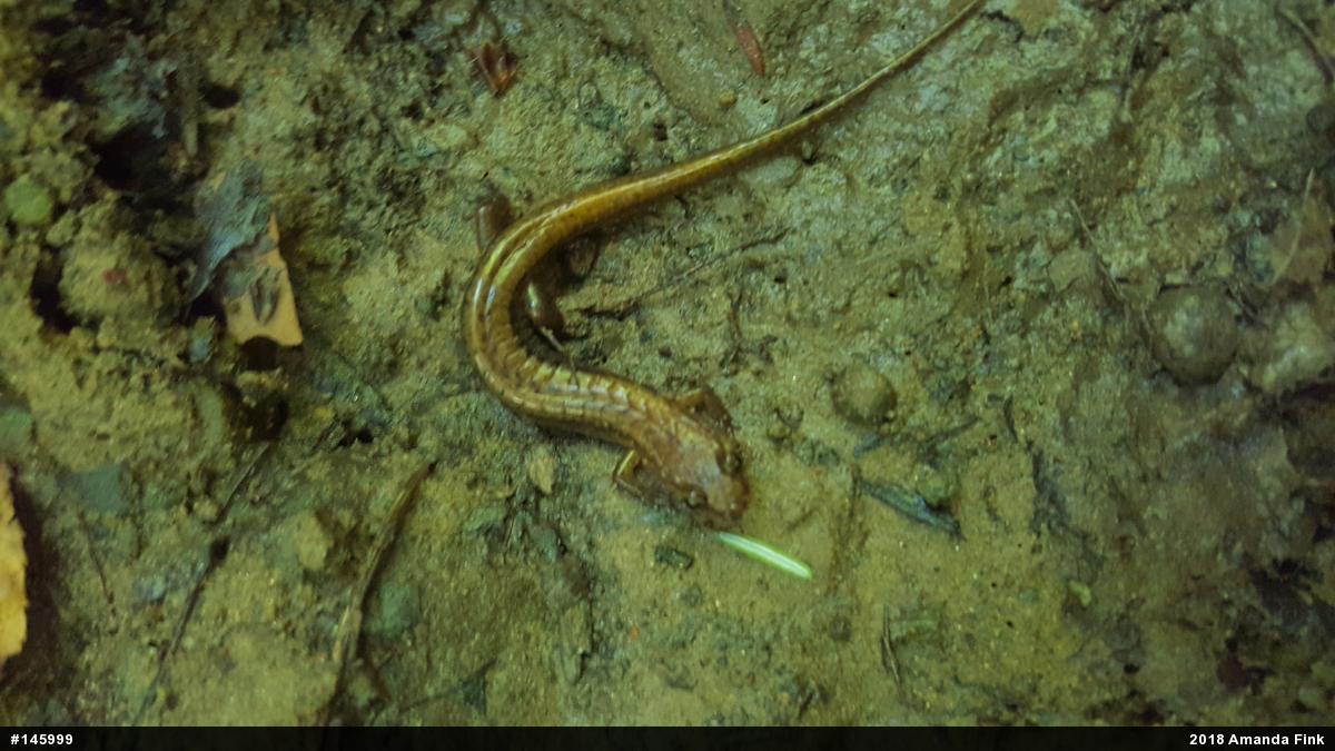 Allegheny Mountain Dusky Salamander