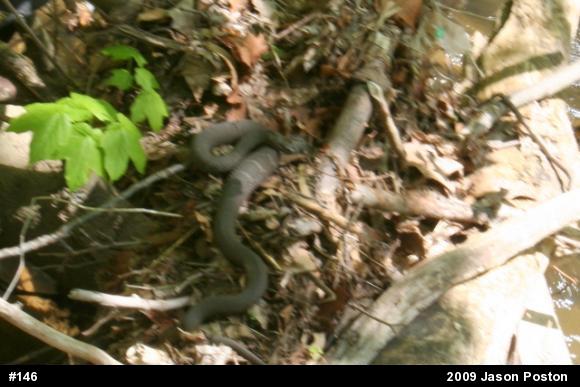 Northern Watersnake
