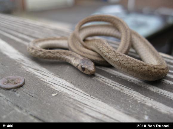 Dekay's Brownsnake