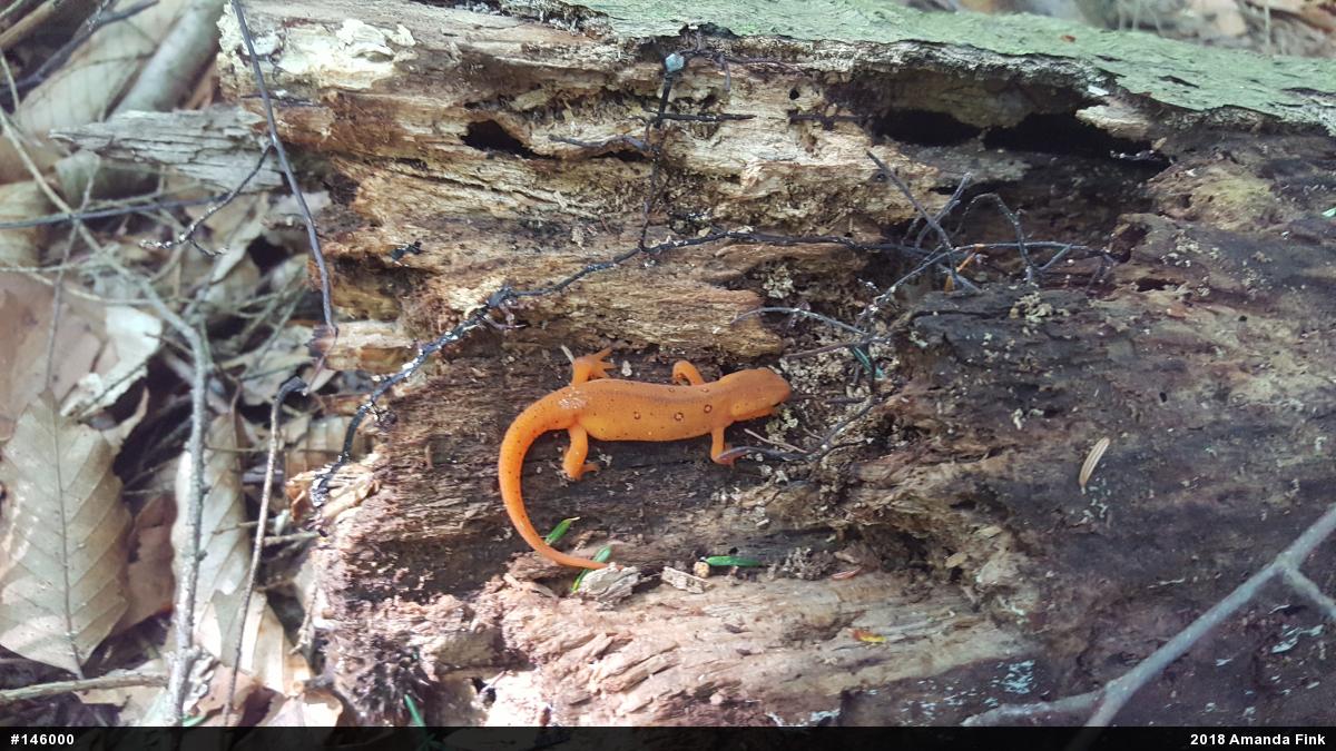 Red-spotted Newt