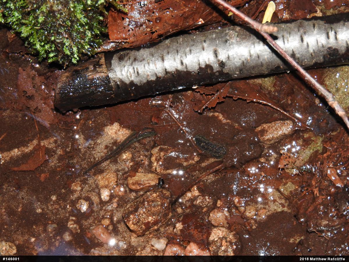 Northern Dusky Salamander