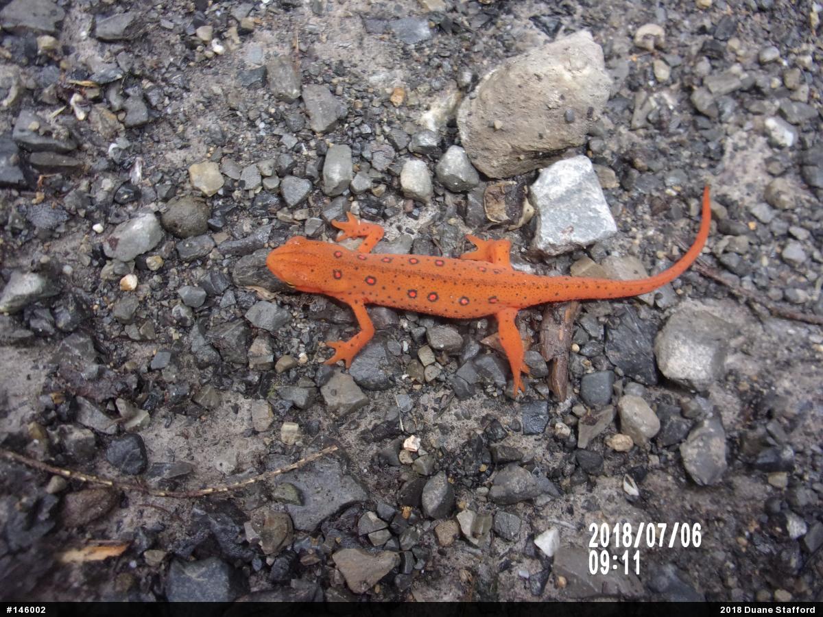 Red-spotted Newt