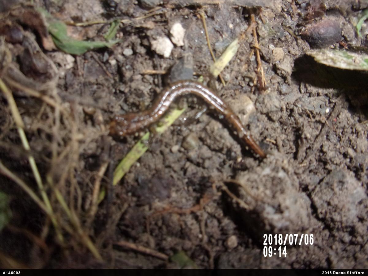 Allegheny Mountain Dusky Salamander