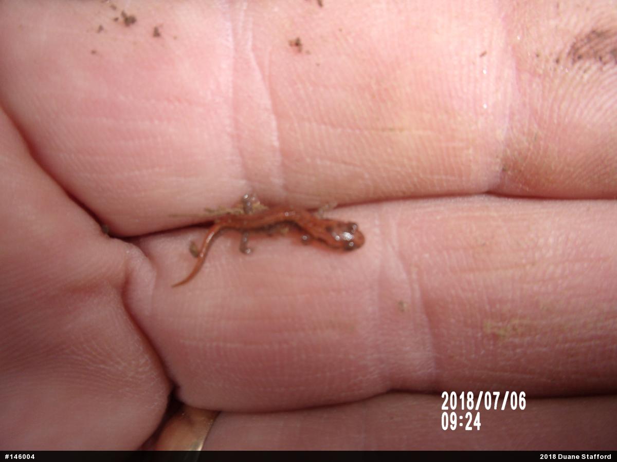 Allegheny Mountain Dusky Salamander