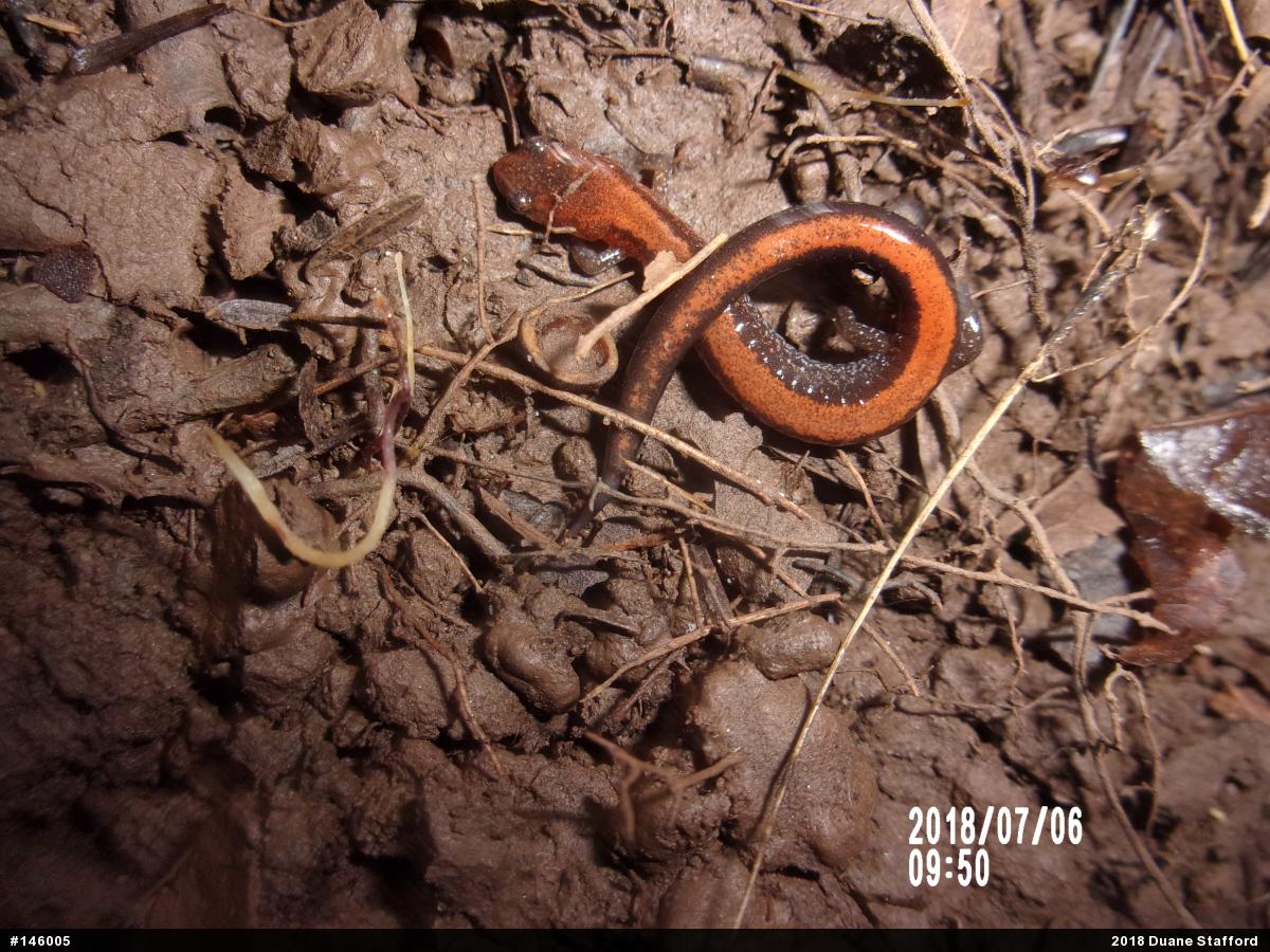 Eastern Red-backed  Salamander