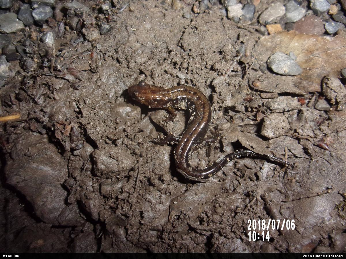 Allegheny Mountain Dusky Salamander