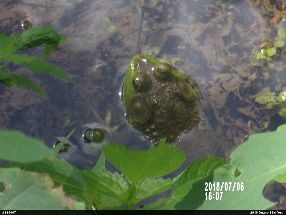 American Bullfrog