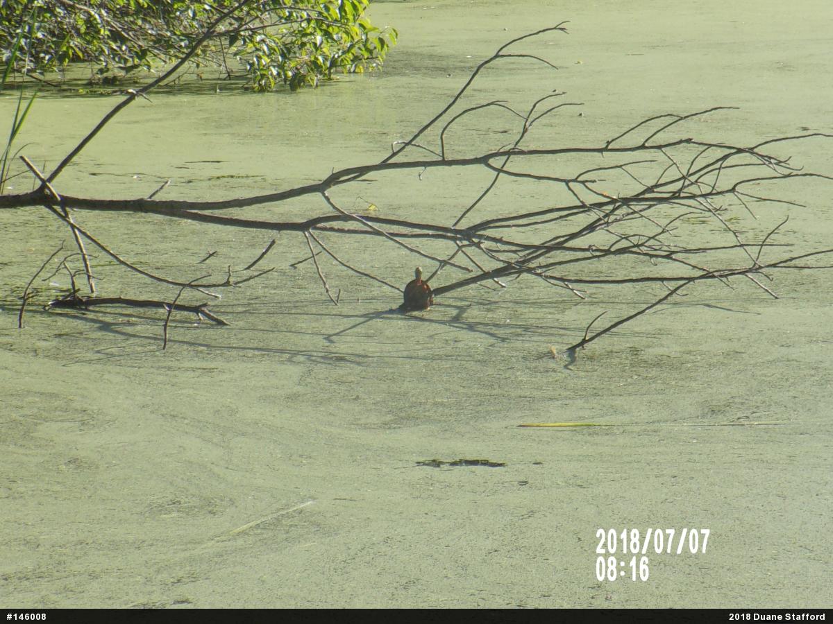 Painted Turtle