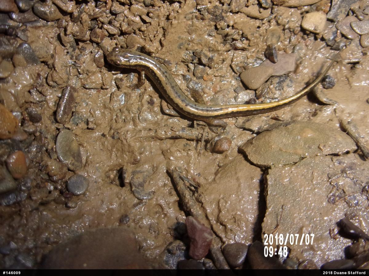 Northern Two-lined Salamander