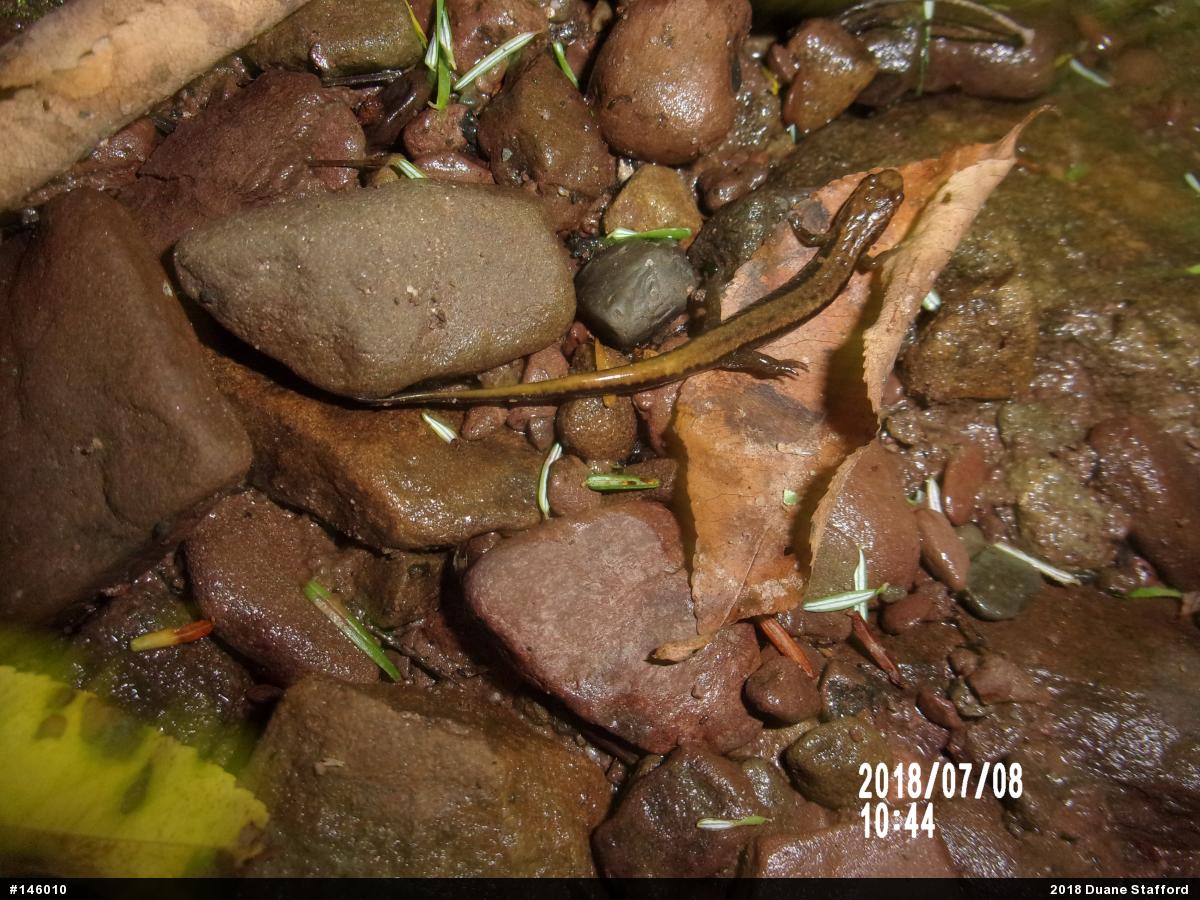 Allegheny Mountain Dusky Salamander