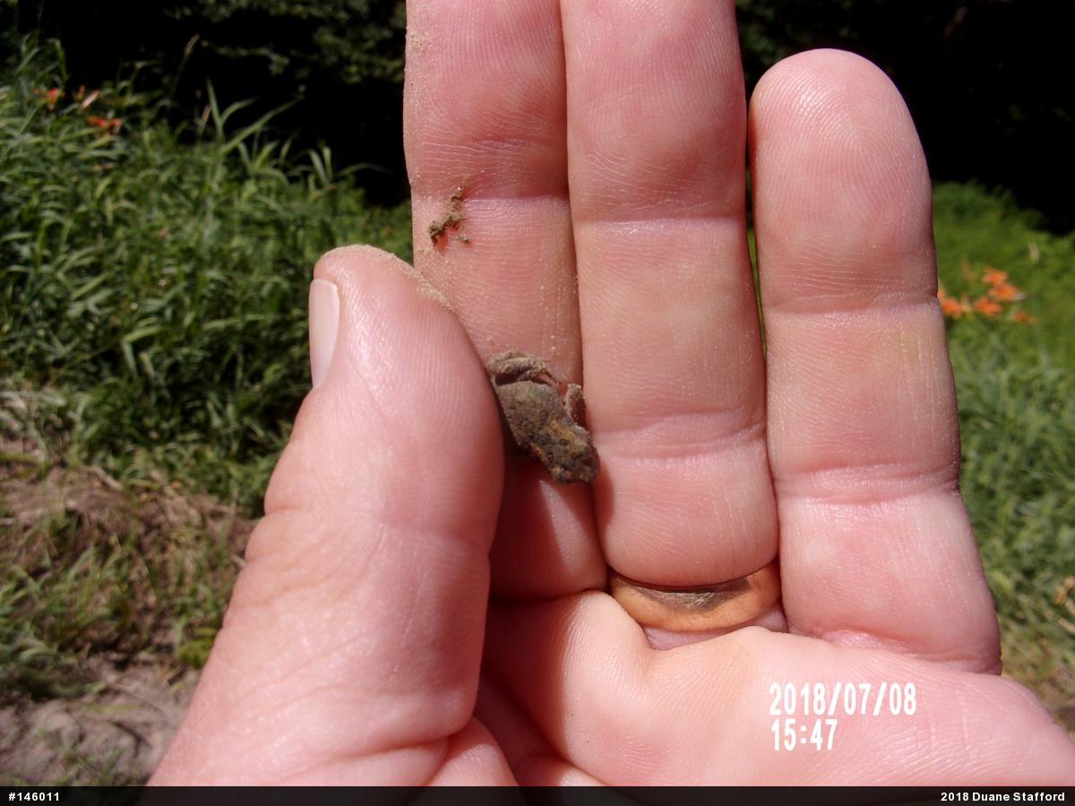 Eastern American Toad