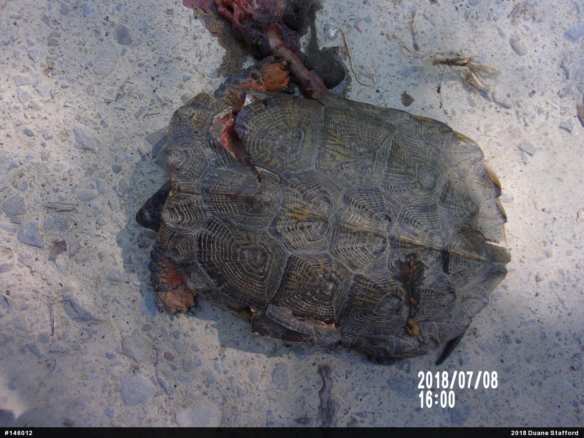 Wood Turtle