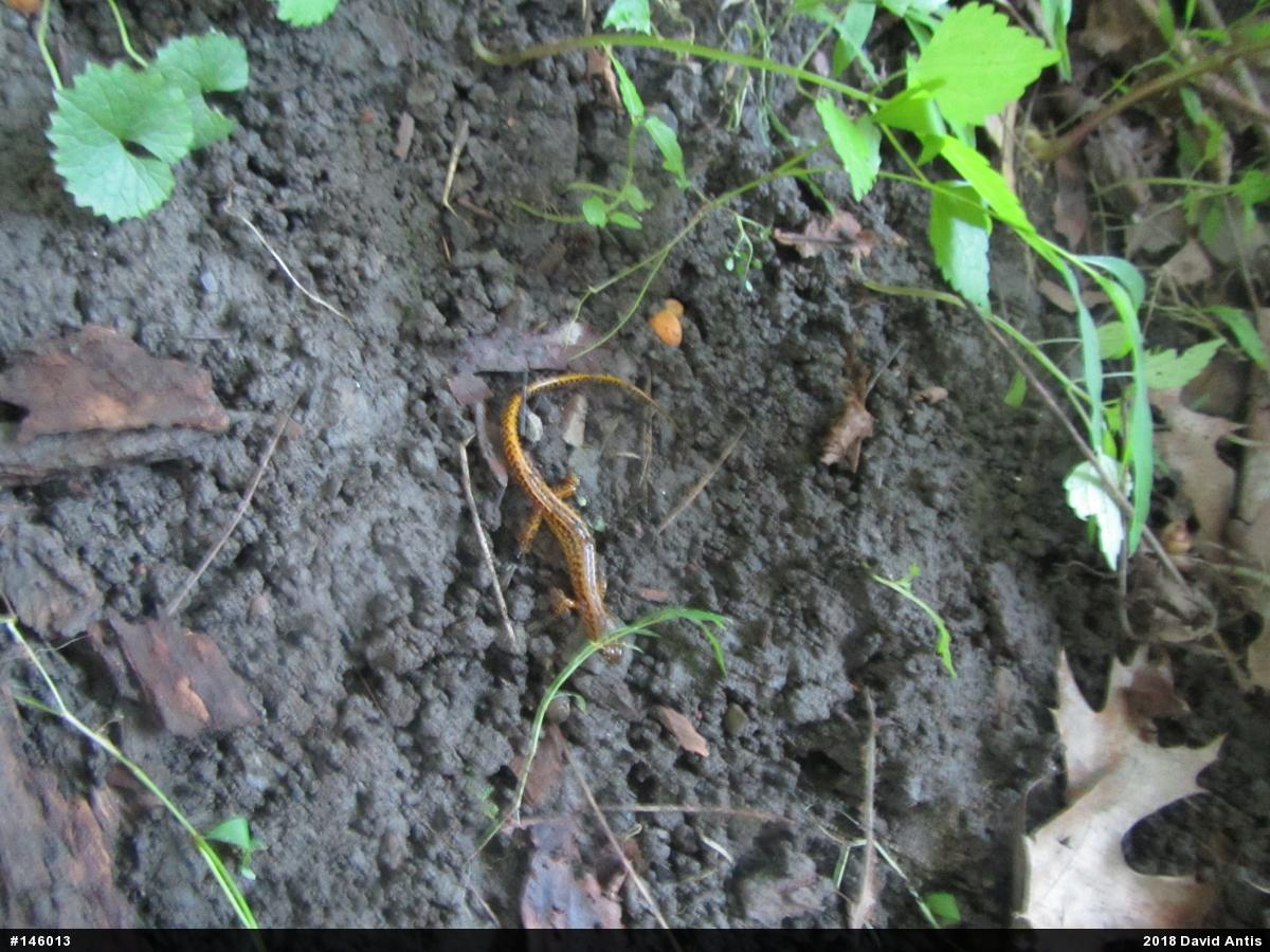 Eastern Long-tailed Salamander