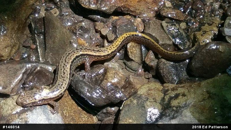 Northern Two-lined Salamander
