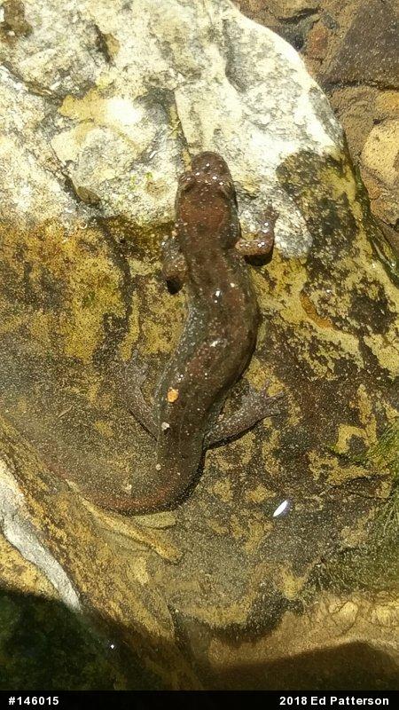 Northern Dusky Salamander