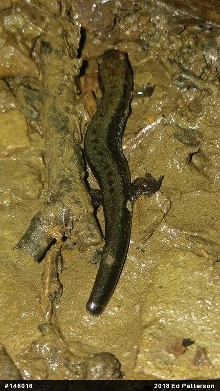 Allegheny Mountain Dusky Salamander
