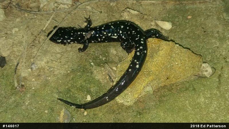 Northern Slimy Salamander
