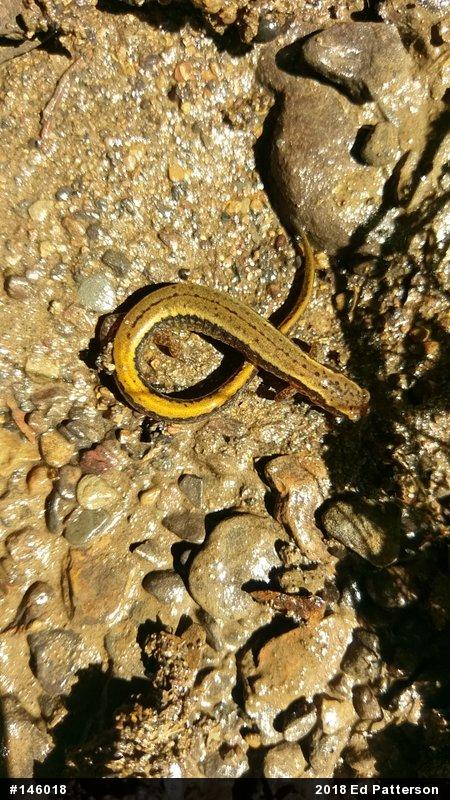 Northern Two-lined Salamander