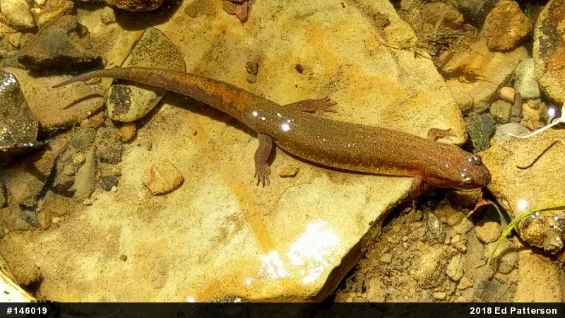 Northern Dusky Salamander