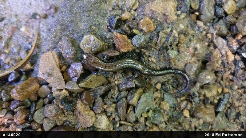 Allegheny Mountain Dusky Salamander