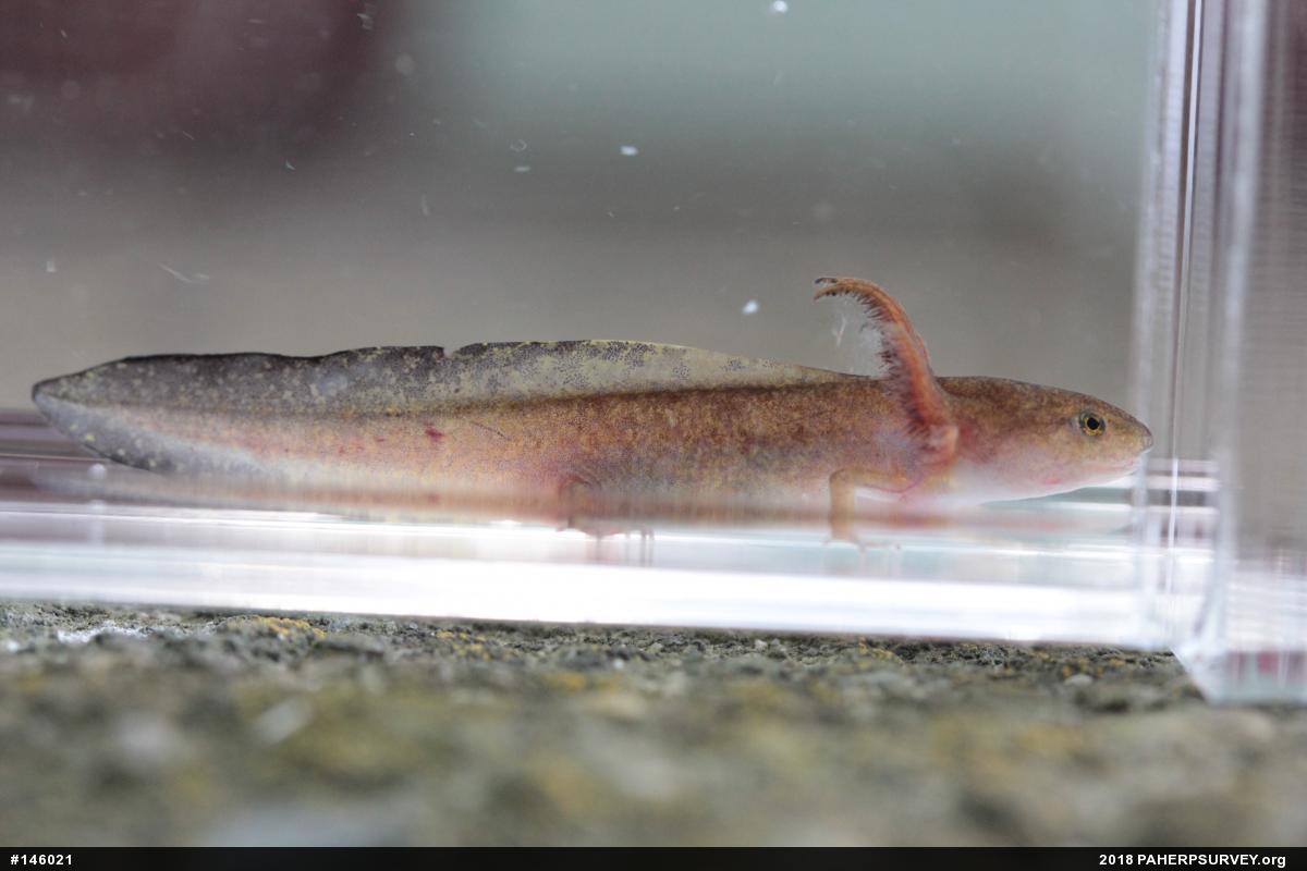 Spotted Salamander