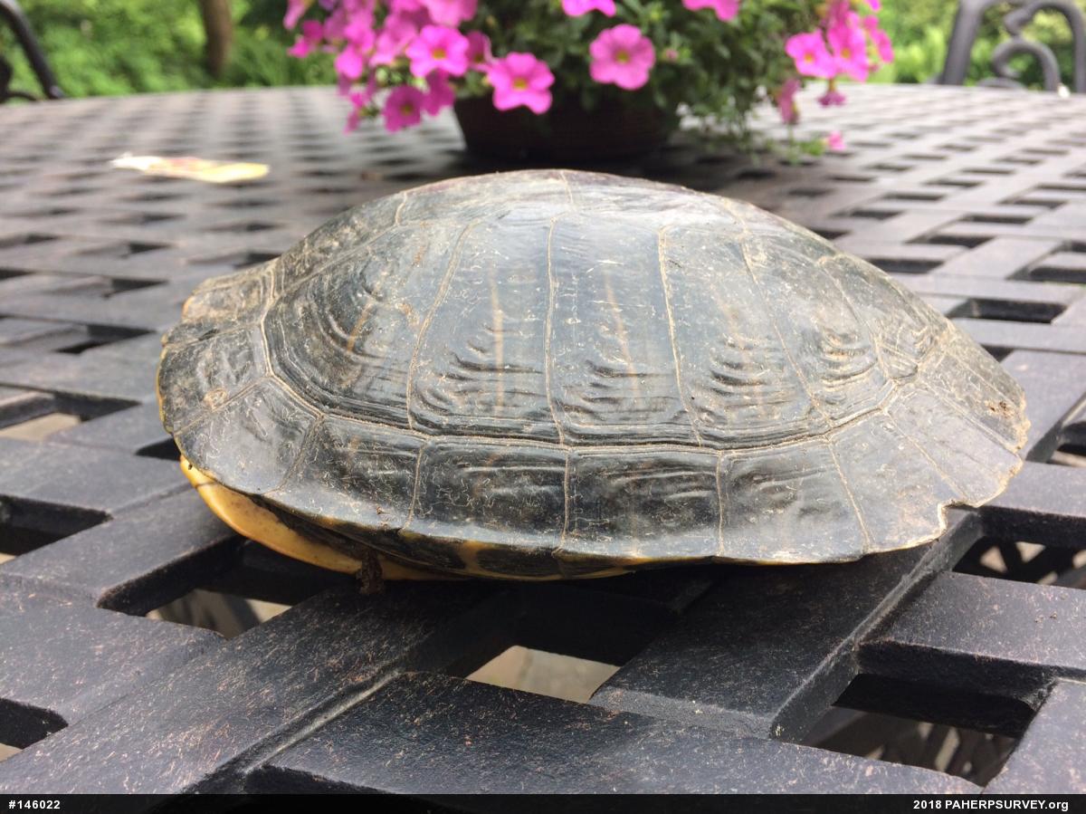 Red-eared Slider