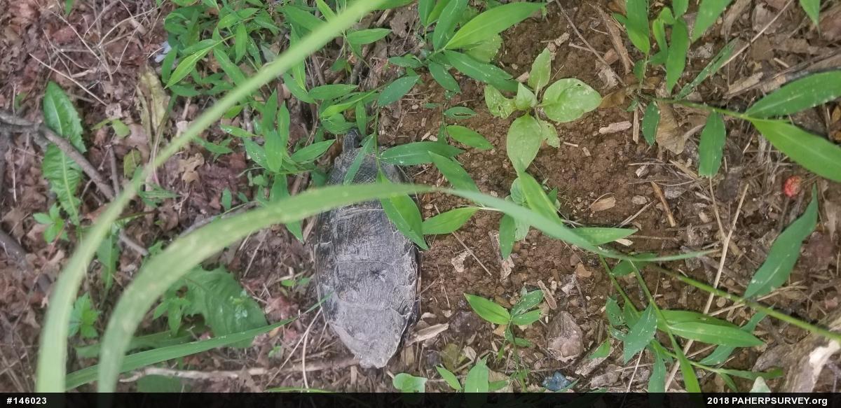 Wood Turtle