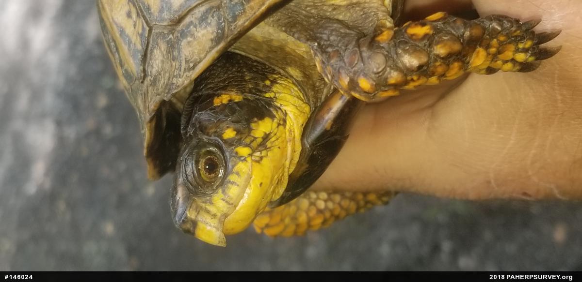 Eastern Box Turtle