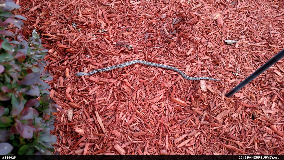 Eastern Ratsnake