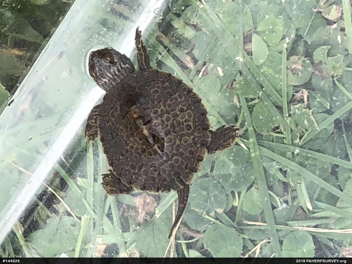 Northern Map Turtle