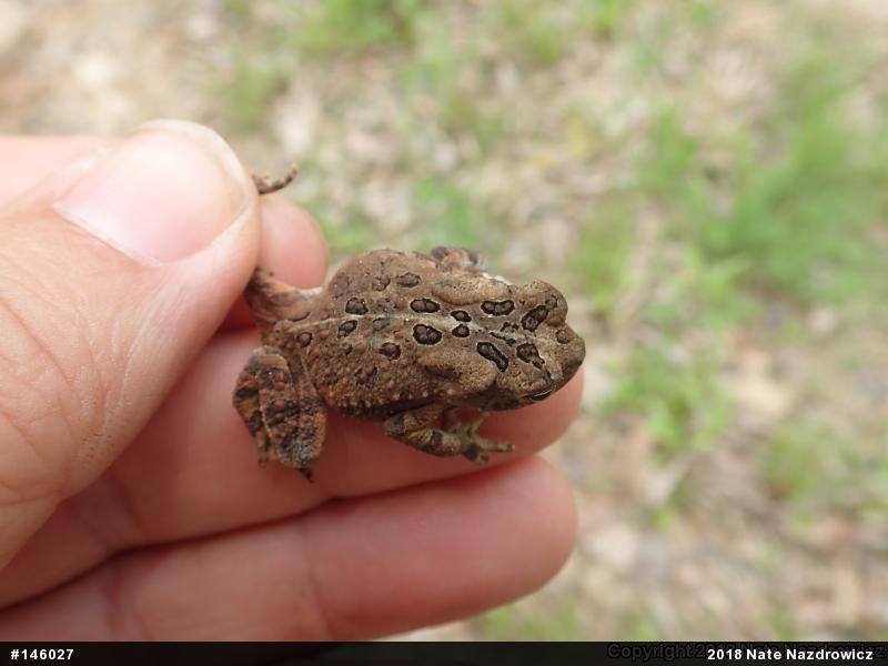 Eastern American Toad
