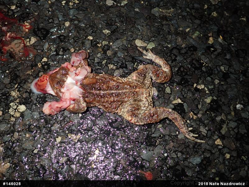 Eastern American Toad