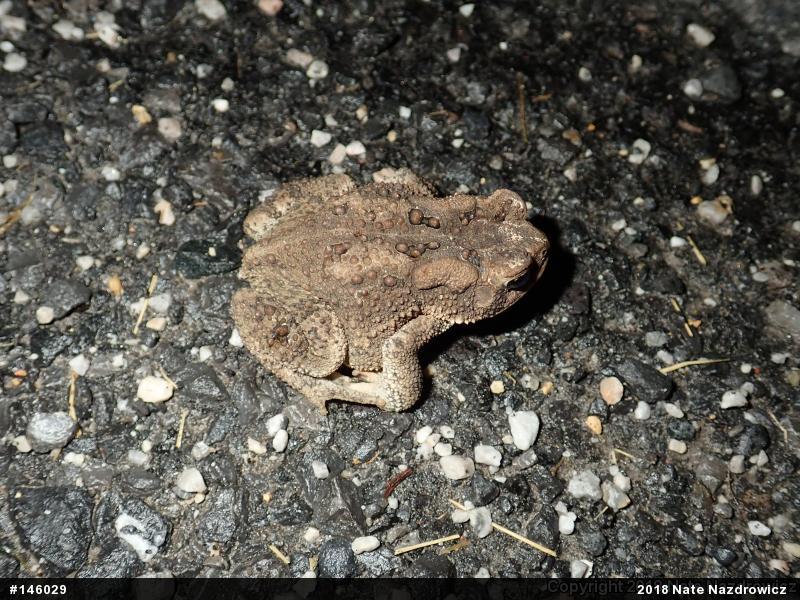 Eastern American Toad