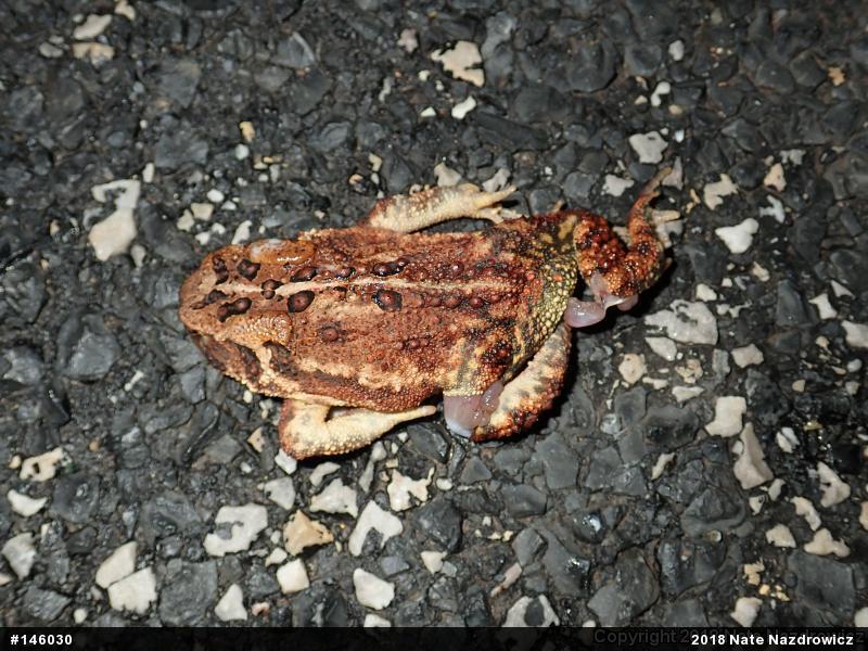 Eastern American Toad