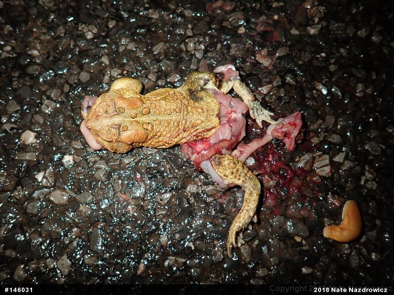 Eastern American Toad