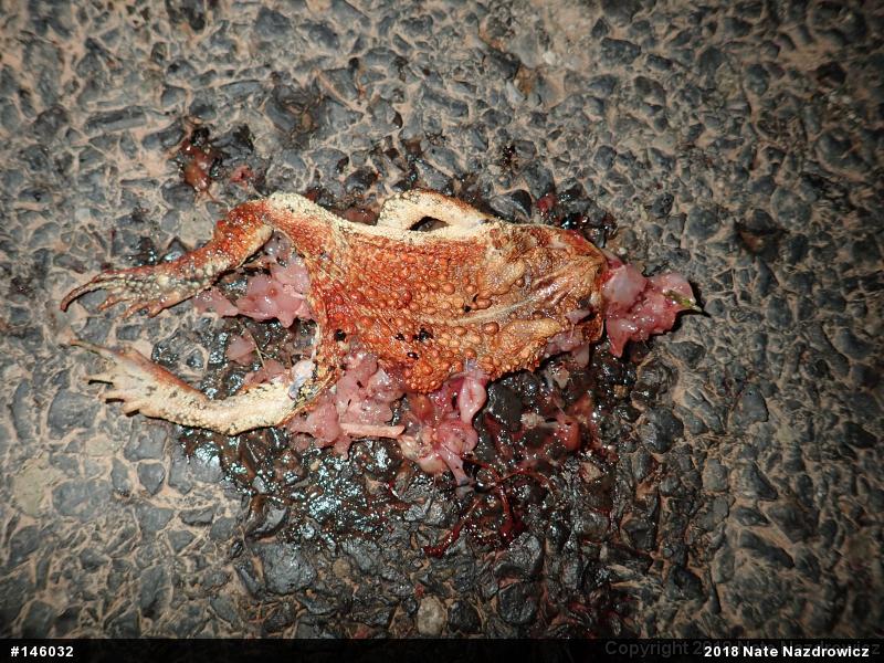 Eastern American Toad