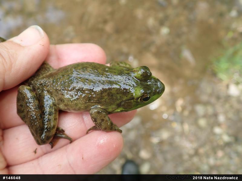 American Bullfrog
