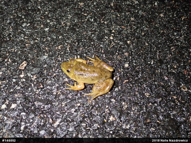 American Bullfrog