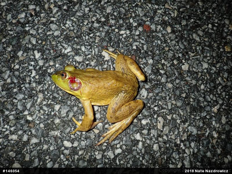 American Bullfrog