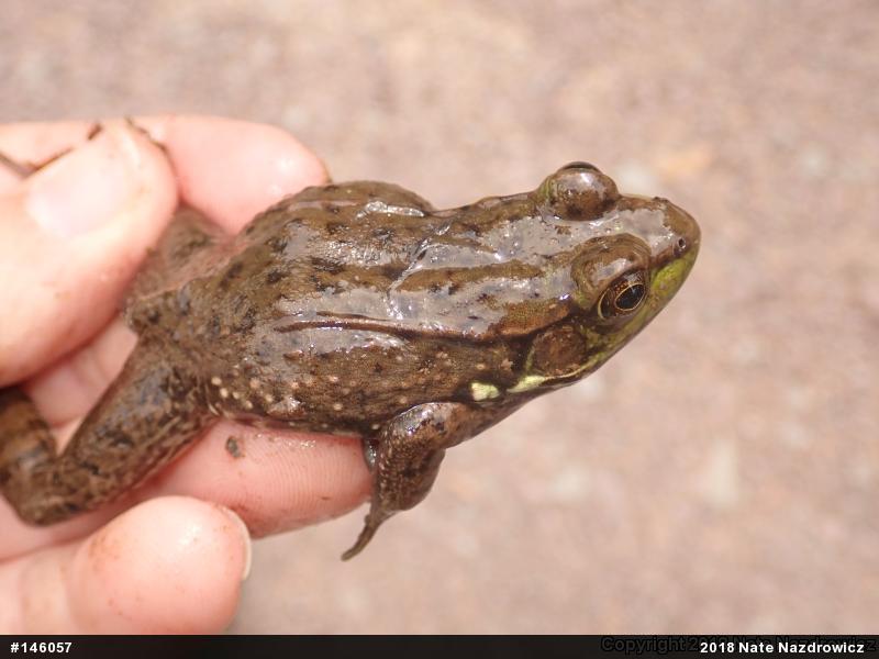 Green Frog
