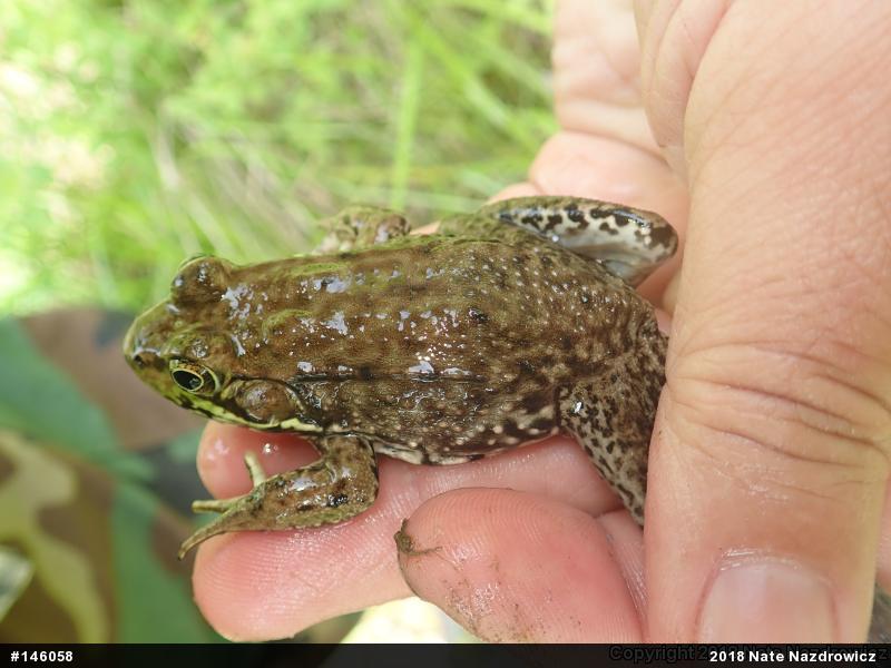 Green Frog