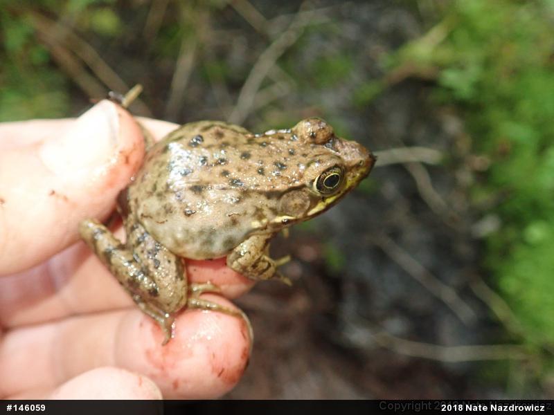 Green Frog