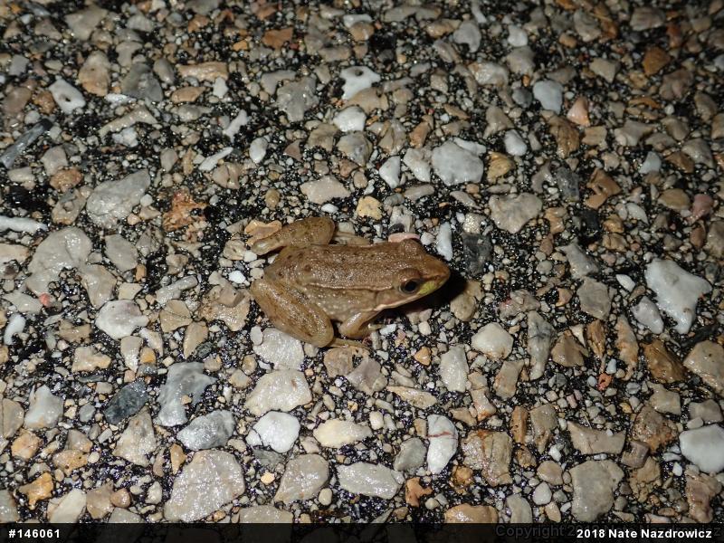 Green Frog