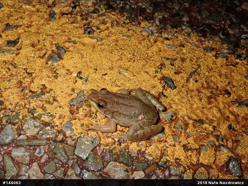 Green Frog