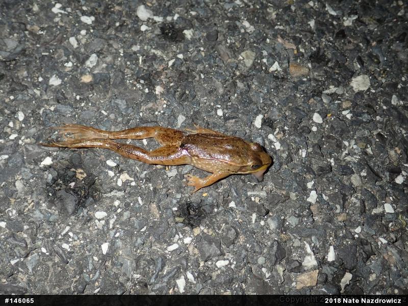 Green Frog