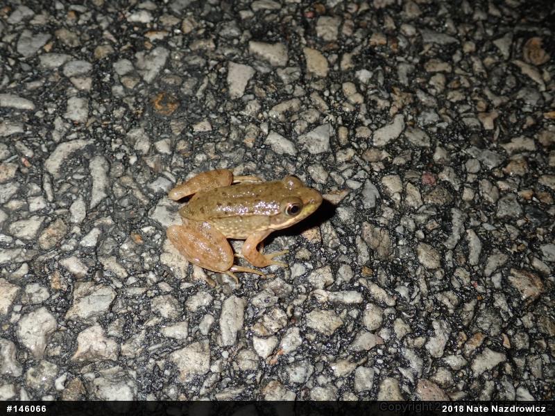 Green Frog