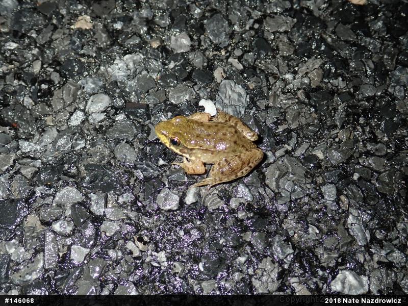 Green Frog