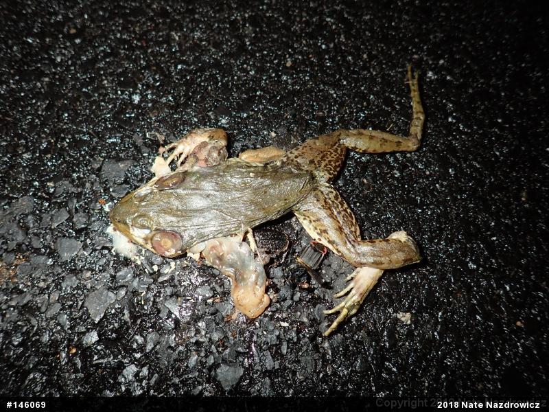 Green Frog