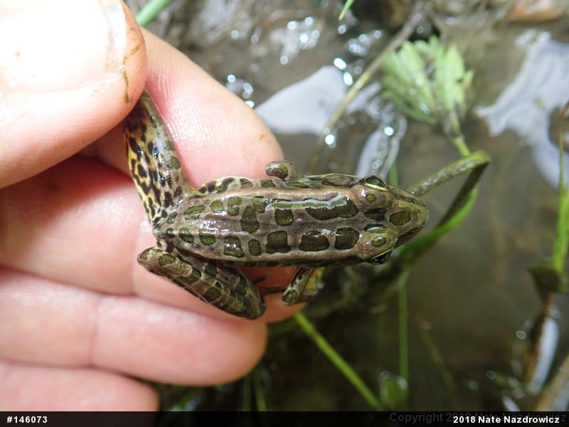 Pickerel Frog